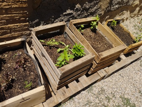 Foto de unos cajones de madera que contienen tierra y plantines.